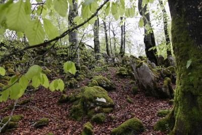 Excursion dans les canyons de Lumbier et d'Arbaiun, dans la Forêt d'Iraty et Ochagavía